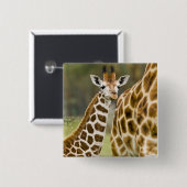 Afrika. Kenia. Rothschild-Giraffe-Baby Button (Vorne & Hinten)