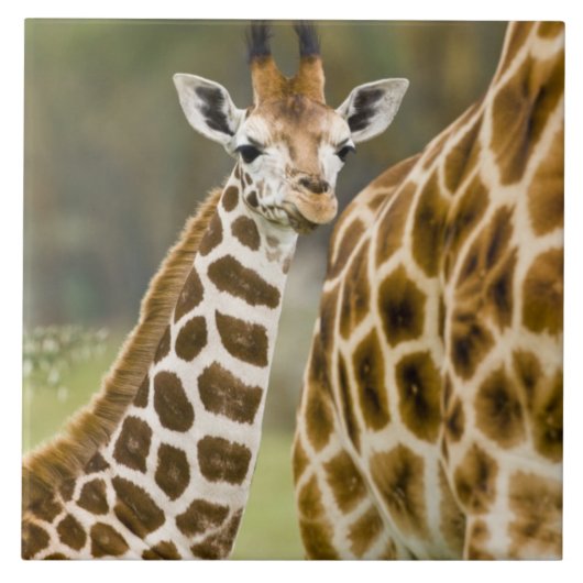Afrika. Kenia. Rothschild-Giraffe-Baby Fliese (Vorderseite)