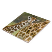 Afrika. Kenia. Rothschild-Giraffe-Baby Fliese (Seite)