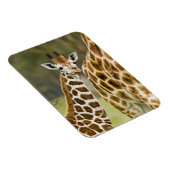 Afrika. Kenia. Rothschild-Giraffe-Baby Magnet (Rechte Seite)