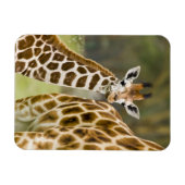 Afrika. Kenia. Rothschild-Giraffe-Baby Magnet (Horizontal)