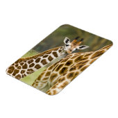 Afrika. Kenia. Rothschild-Giraffe-Baby Magnet (Linke Seite)