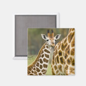 Afrika. Kenia. Rothschild-Giraffe-Baby Magnet (Vorderseite/Rückseite)