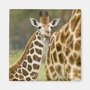 Afrika. Kenia. Rothschild-Giraffe-Baby Magnet