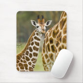 Afrika. Kenia. Rothschild-Giraffe-Baby Mousepad (Mit Mouse)