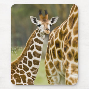 Afrika. Kenia. Rothschild-Giraffe-Baby Mousepad
