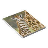 Afrika. Kenia. Rothschild-Giraffe-Baby Notizblock (angewinkelt)