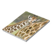 Afrika. Kenia. Rothschild-Giraffe-Baby Notizblock (Rotiert)