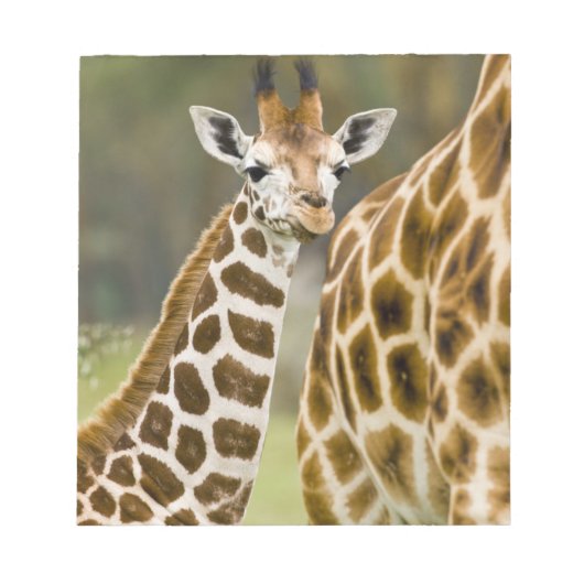 Afrika. Kenia. Rothschild-Giraffe-Baby Notizblock (Vorderseite)
