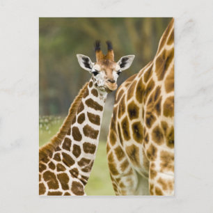Afrika. Kenia. Rothschild-Giraffe-Baby Postkarte