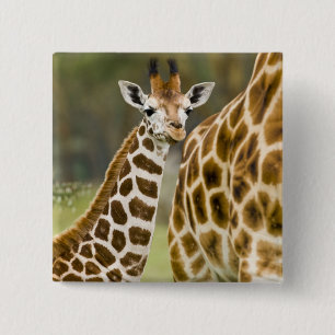 Afrika. Kenia. Rothschild-Giraffenbaby Button