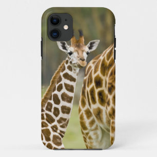 Afrika. Kenia. Rothschild-Giraffenbaby Case-Mate iPhone Hülle