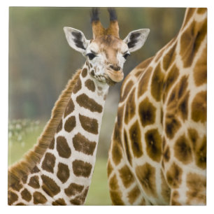Afrika. Kenia. Rothschild-Giraffenbaby Fliese
