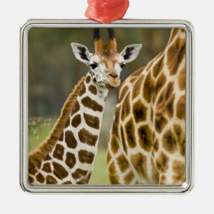 Afrika. Kenia. Rothschild-Giraffenbaby Silbernes Ornament