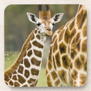 Afrika. Kenia. Rothschild-Giraffenbaby Untersetzer