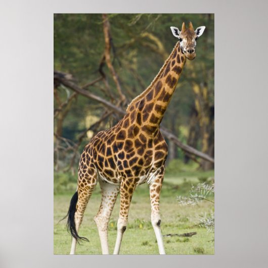 Afrika. Kenia. Rothschild's Giraffe am 2. See Poster (Vorne)