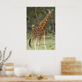 Afrika. Kenia. Rothschild's Giraffe am 2. See Poster (Küche)