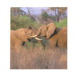 Afrika, Kenia, Samburu. Elefant herausgefordert Notizblock