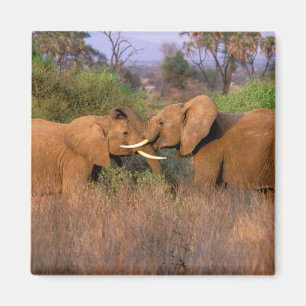 Afrika, Kenia, Samburu. Elefanten-Herausforderung Magnet