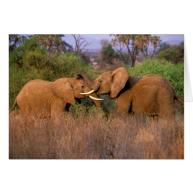Afrika, Kenia, Samburu. Elefantenherausforderung (Vorderseite (Horizontal))