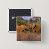 Afrika, Kenia, Samburu. Elefantenherausforderung Button (Vorne & Hinten)