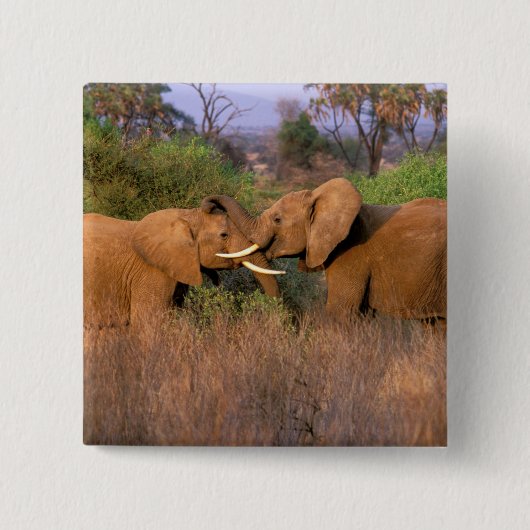 Afrika, Kenia, Samburu. Elefantenherausforderung Button (Vorderseite)