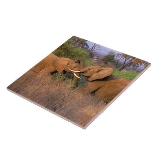 Afrika, Kenia, Samburu. Elefantenherausforderung Fliese (Seite)