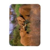 Afrika, Kenia, Samburu. Elefantenherausforderung Magnet (Vertikal)