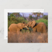 Afrika, Kenia, Samburu. Elefantenherausforderung Postkarte (Vorne/Hinten)