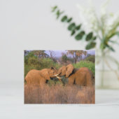 Afrika, Kenia, Samburu. Elefantenherausforderung Postkarte (Stehend Vorderseite)