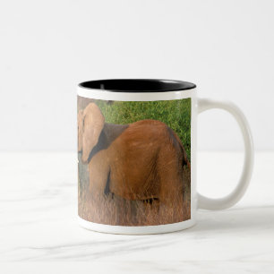 Afrika, Kenia, Samburu. Elefantenherausforderung Zweifarbige Tasse