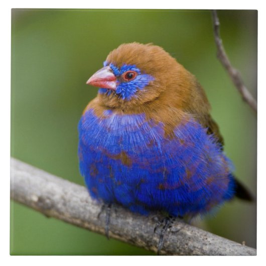 Afrika. Kenia. Violetter Grenadier Fliese (Vorderseite)