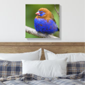 Afrika. Kenia. Violetter Grenadier Leinwanddruck (Insitu (Schlafzimmer))