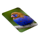 Afrika. Kenia. Violetter Grenadier Magnet (Rechte Seite)