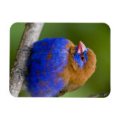 Afrika. Kenia. Violetter Grenadier Magnet (Horizontal)