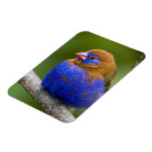 Afrika. Kenia. Violetter Grenadier Magnet (Linke Seite)