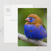 Afrika. Kenia. Violetter Grenadier Postkarte (Vorne/Hinten)
