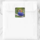 Afrika. Kenia. Violetter Grenadier Quadratischer Aufkleber (Tasche)
