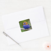 Afrika. Kenia. Violetter Grenadier Quadratischer Aufkleber (Umschlag)