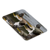 Afrika. Kenia. Weiße Pelikane fliegen am See Magnet (Rechte Seite)