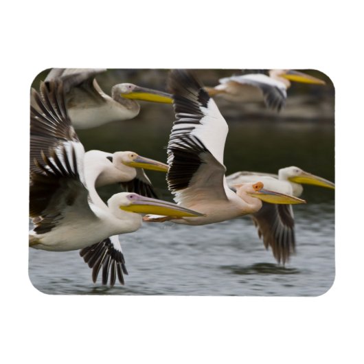 Afrika. Kenia. Weiße Pelikane fliegen am See Magnet (Horizontal)