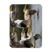 Afrika. Kenia. Weiße Pelikane fliegen am See Magnet (Vertikal)