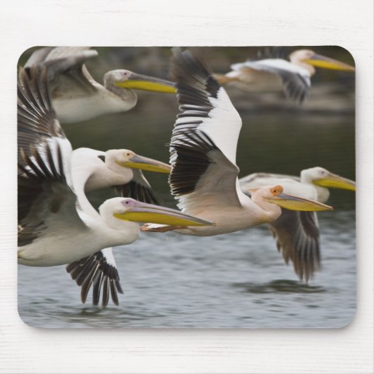 Afrika. Kenia. Weiße Pelikane fliegen am See Mousepad (Vorne)