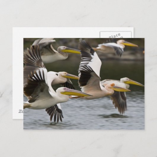 Afrika. Kenia. Weiße Pelikane fliegen am See Postkarte (Vorne/Hinten)