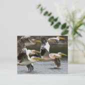 Afrika. Kenia. Weiße Pelikane fliegen am See Postkarte (Stehend Vorderseite)