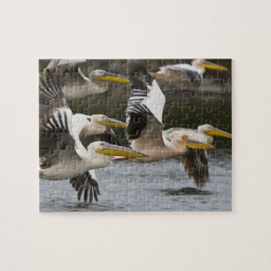 Afrika. Kenia. Weißstörche im Flug am See Puzzle