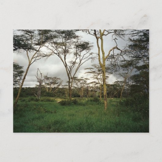 Afrika - Kenia-Wildland Postkarte (Vorderseite)