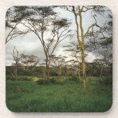 Afrika - Kenia-Wildland Untersetzer (Vorderseite)