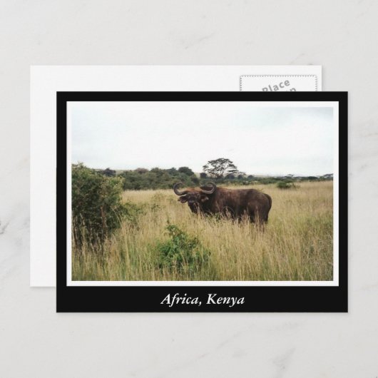 Afrika - Kenia - Wildtiere Postkarte (Vorne/Hinten)