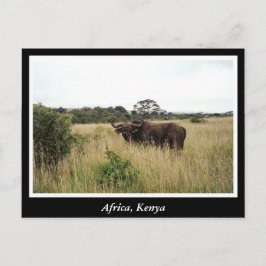 Afrika - Kenia - Wildtiere Postkarte